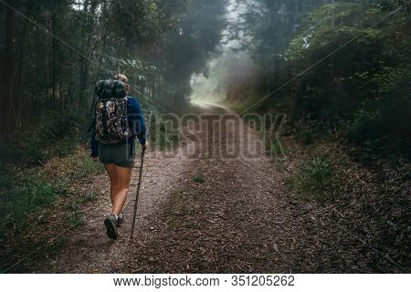 Way Of Saint James In Nothern Spain. Pilgrim Backpacker Female Going By The Path Through Eucalyptus 