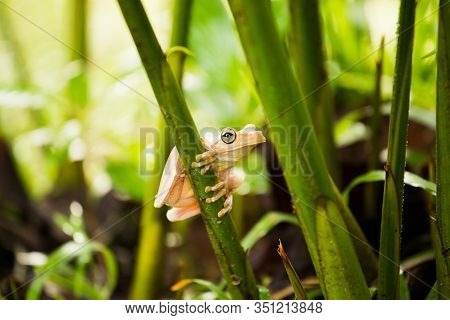 Close-up Of A Frog On A Bamboo Branch Staring At Camera
