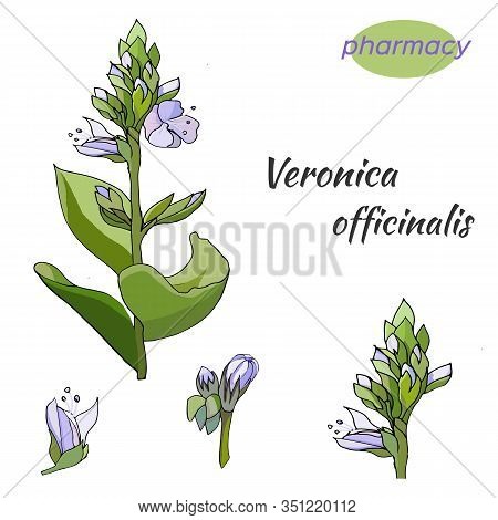 Vector Set Of Gentle Flowers On A White Background. The Medicinal Plant Of Ver