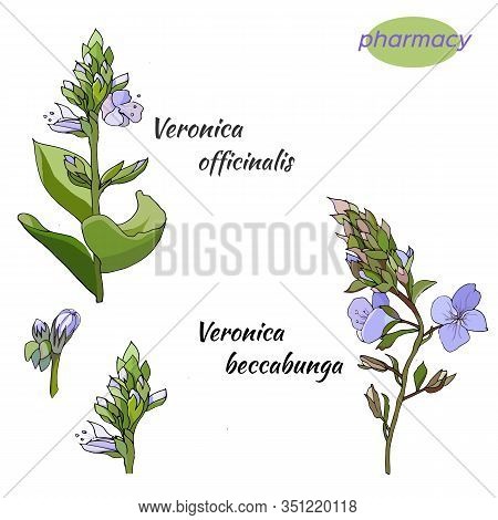 Vector Set Of Gentle Flowers On A White Background. The Medicinal Plant Of Ver