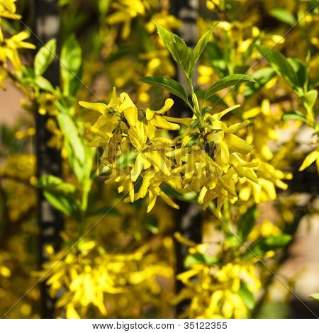 Bush fiori Forsizia