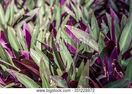 Green And Violet Texture Of Tradescantia Spathacea Leaves We See In The Photo