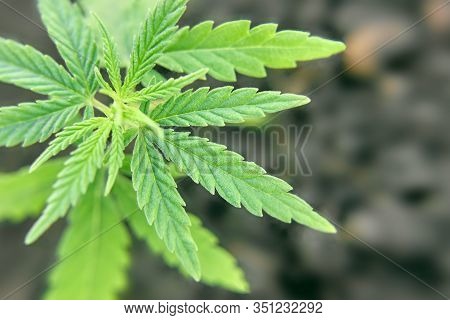 Cannabis As Herbal Alternative Medicine And Chemical Therapy, Healthcare, And Medical Science. Resea