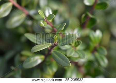 Box-leaved Holly Green Glory Leaves - Latin Name - Ilex Crenata Green Glory