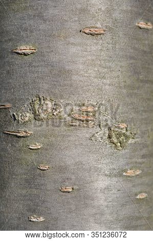 Japanese Flowering Cherry Kanzan Bark Detail - Latin Name - Prunus Serrulata Kanzan