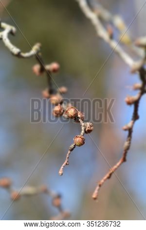 Japanese Larch Diana - Latin Name - Larix Kaempferi Diana