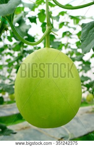 Vertical Image Of A Honeydew Melon Growing On The Tree