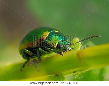 colorful bug on leaf (cryptocephalus sericeus)