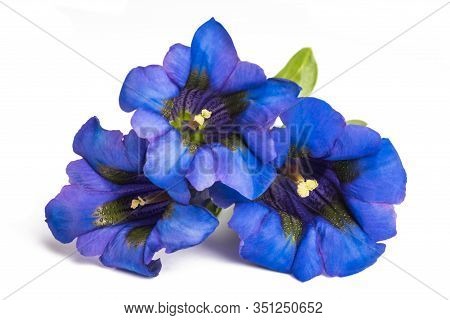 Gentian Flowers ( Gentiana Acaulis ) Isolated On White