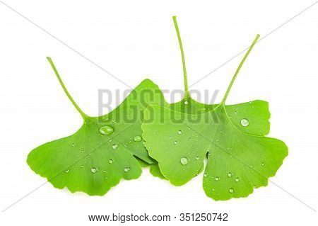 Wet Ginkgo Biloba Leaves Isolated On White