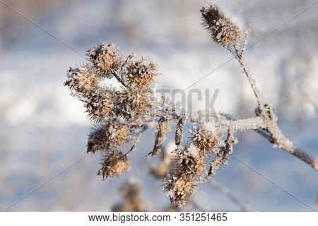 Natural Background With Frozen Dry Thistle Covered With Shiny Transparent Frosty Crystals In A Frost