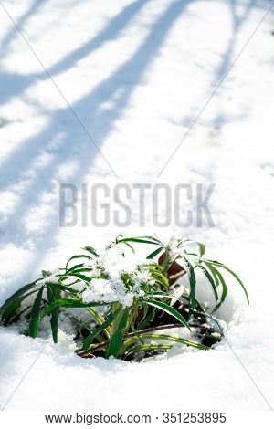 The Monetchatogo Loosestrife Plant. Meadow Tea Lysimachia Nummularia