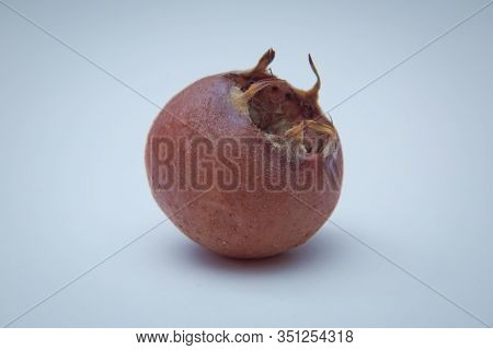 Medlar Fruit Mespilus Germanica . Watercolor Hand Drawn Ripened Fruit Medlar Mespilus Germanica, Kno