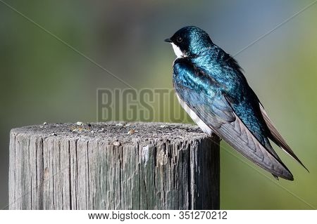 Spunky Little Tree Swallow Perched Atop A Weathered Wooden Post