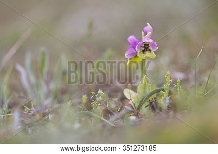 Ophrys Tenthredinifera