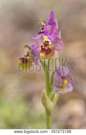 Ophrys Tenthredinifera