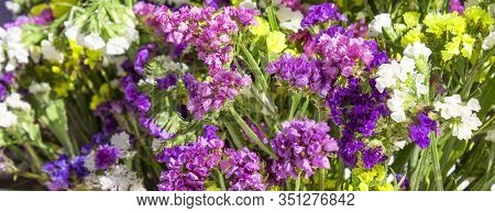 Blue Daisy Flower. Flower In Garden At Sunny Summer Or Spring Day. Flower For Postcard Beauty Decora
