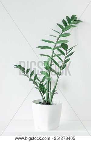 Green Plant Flower In A White Pot On A White Background.