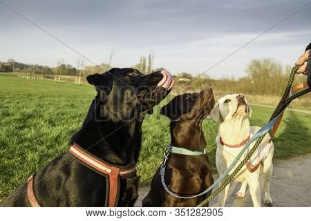 3 Labrador Dogs Waiting For Treat Training Dogs.