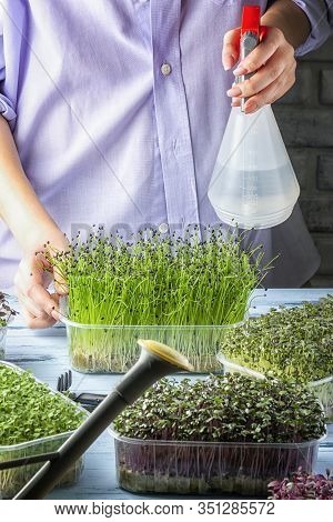 A Girl Is Spraying Microgreen Sprouts From A Spray Bottle. Onion Jusai, Young Shoots, Super Food. Gr