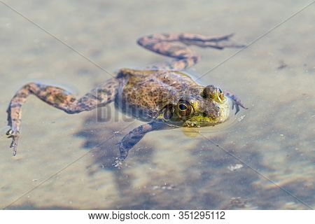 A Green Frog Is Floating On The Surface Of The Muddy Water. Sproat Lake Provincial Park, Vancouver I