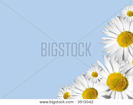 Daisy Background