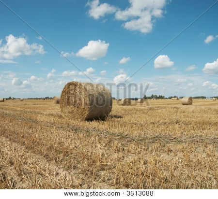 Haycock. Koniec lata