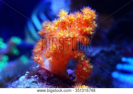 Orange Soft Scleronephtya Coral. - Dendronephtya Sp.