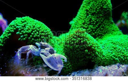 White Porcelain Anemone Crab - Neopetrolisthes Maculatus