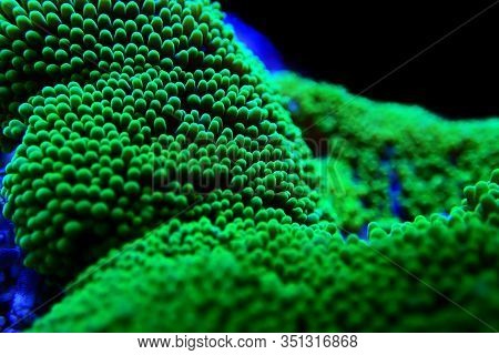 Green Toxic Carpet Anemone - Stichodactyla Haddoni