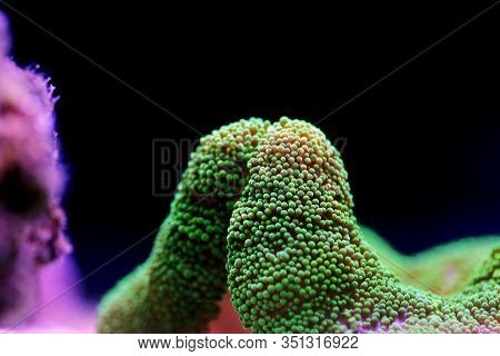 Green Toxic Carpet Anemone - Stichodactyla Haddoni