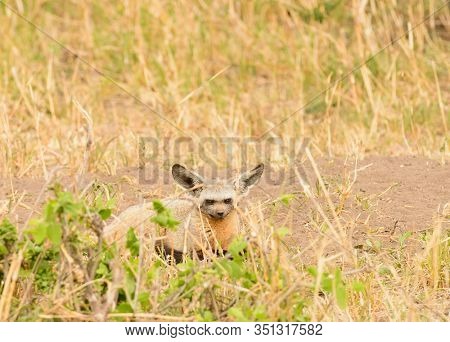 Bat Eared Fox (Otocyon megalotis) watching