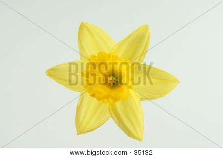 Påskelilje Blossom