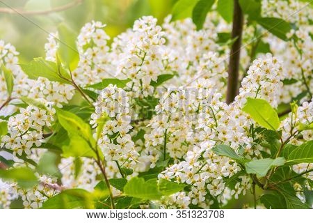 White Flowers Blooming Bird Cherry. Bird Cherry Tree In Blossom. Close-up Of A Flowering Prunus Padu