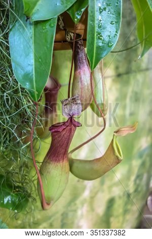 Tropical Philippine Liana Nepenthes Alata Blanco Carnivorous Plant With Insect Pitcher Trap Red Jug 
