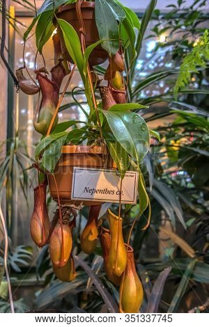 Tropical Philippine Liana Nepenthes Alata Blanco Carnivorous Plant With Insect Pitcher Trap Red Jug 