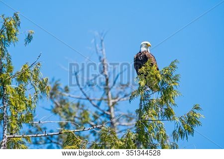 White-tailed Sea Eagle In A Tree, Blue Sky Background