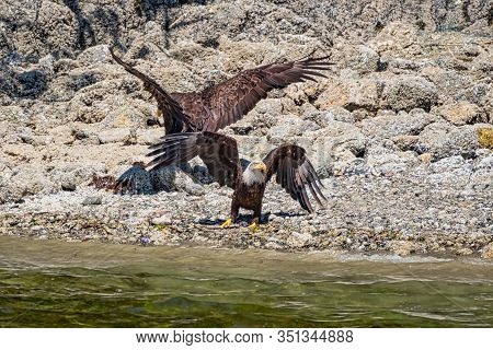 Two White-tailed Sea Eagles, Standing On The Stone-strewn Beach, They Stretch The Wings, Vancouver I