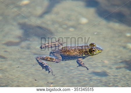 A Green Frog Is Floating On The Surface Of The Muddy Water. Sproat Lake Provincial Park, Vancouver I