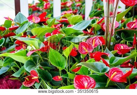 Beautiful Brightness Red Anthurium Andraeanum , Flamingo Flowers Or Tailflower, Painter's Palette, A