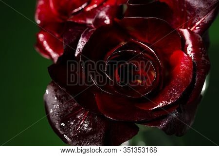 Gorizia, Also Known As Rosa Di Gorizia, An Expensive And Valuable Variety Of Italian Radicchio.