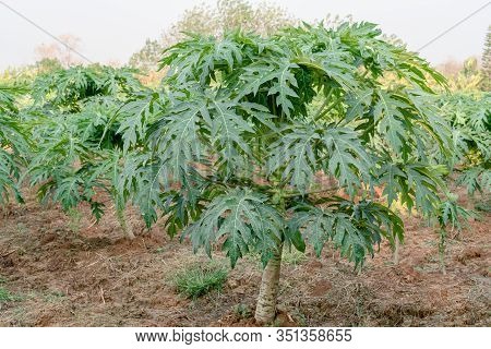 Papaya Fruit On Papaya Tree In Farm.
