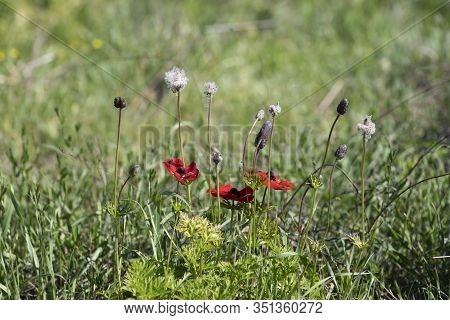 Red Anemone Flowers And Buds In Bloom In The Grass In The Sun Closeup