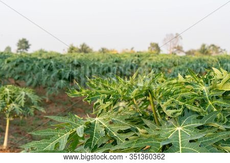 Close Up Papaya Fruit On Papaya Tree In Farm.