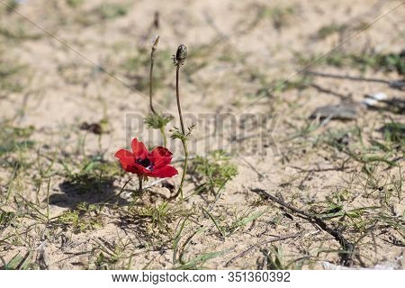 Red Anemone Flower With Bud Blooming On Sandy Soil Close Up