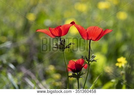 Red Wild Anemone Flowers In Bloom In The Grass In The Sun On Blurred Background