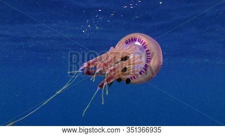 Tropical Jellyfish (mosaic Jellies Family Leptobrachidae) With Small Fish Protected By The Tentacle 