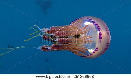 Tropical Jellyfish (mosaic Jellies Family Leptobrachidae) With Small Fish Protected By The Tentacle 