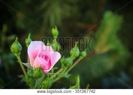Beautiful Pink Rose Bonica With Buds In The Garden
