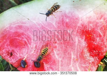 Wasp On A Watermelon Close Up On A Grass Background. A Wasp Macro.